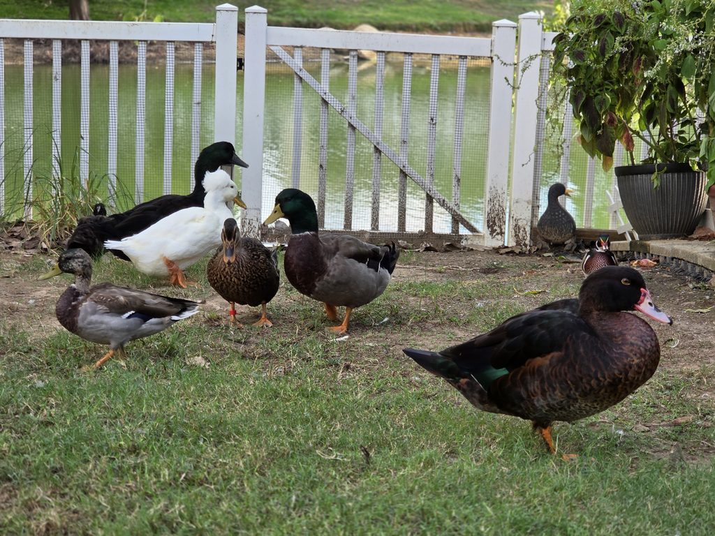 group of different ducks